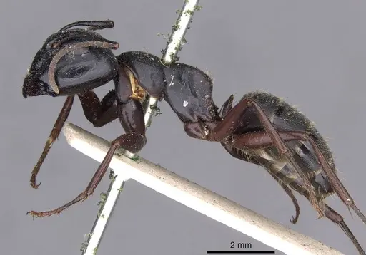 Camponotus herculeanus specimen CASENT0909954 image casent0909954_3