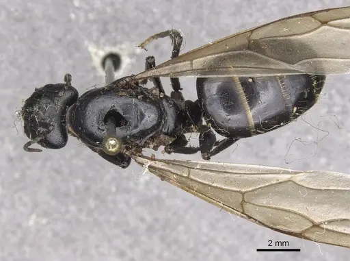 Camponotus herculeanus specimen CASENT0909955 image casent0909955_1