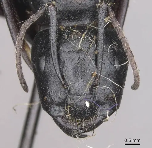 Camponotus herculeanus specimen CASENT0909955 image casent0909955_2