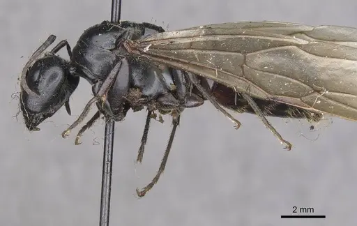 Camponotus herculeanus specimen CASENT0909955 image casent0909955_3