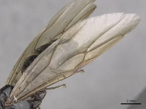 Camponotus herculeanus specimen CASENT0909955 image casent0909955_4