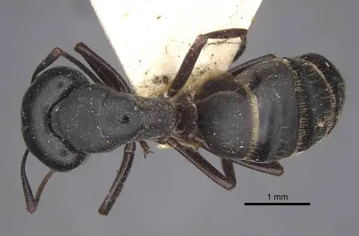 Camponotus herculeanus specimen CASENT0917141 image casent0917141_1