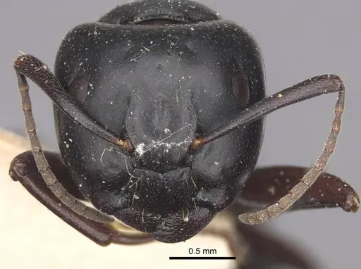 Camponotus herculeanus specimen CASENT0917141 image casent0917141_2