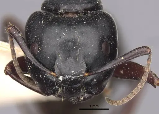 Camponotus herculeanus specimen CASENT0917141 image casent0917141_3