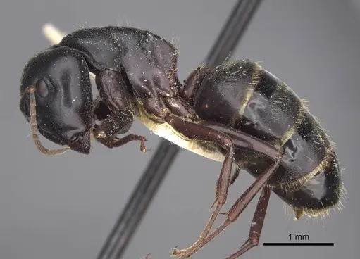 Camponotus herculeanus specimen CASENT0917141 image casent0917141_4