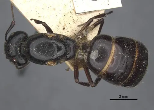 Camponotus herculeanus specimen CASENT0917142 image casent0917142_1