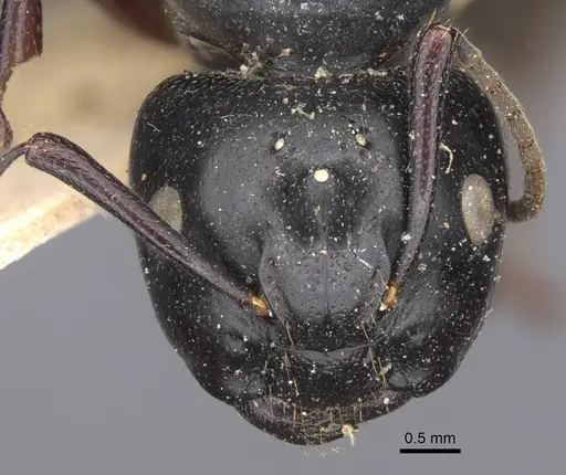 Camponotus herculeanus specimen CASENT0917142 image casent0917142_2