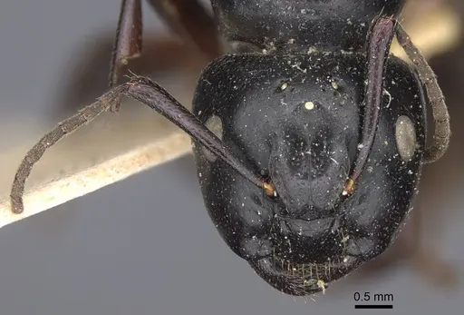 Camponotus herculeanus specimen CASENT0917142 image casent0917142_3