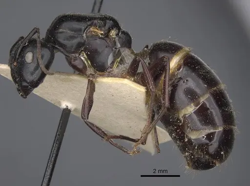 Camponotus herculeanus specimen CASENT0917142 image casent0917142_4