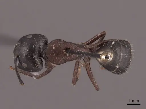 Camponotus herculeanus specimen FMNHINS0000046003 image fmnhins0000046003_1