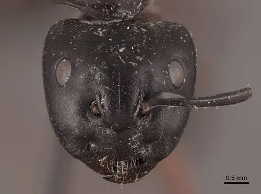 Camponotus herculeanus specimen FMNHINS0000046003 image fmnhins0000046003_2