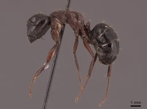 Camponotus herculeanus specimen FMNHINS0000046003 image fmnhins0000046003_3