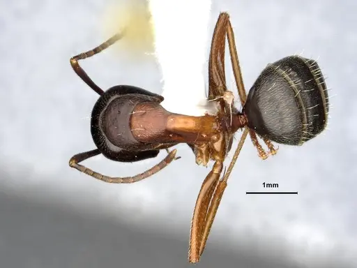 Camponotus herculeanus specimen UAM100256496 image uam100256496_1