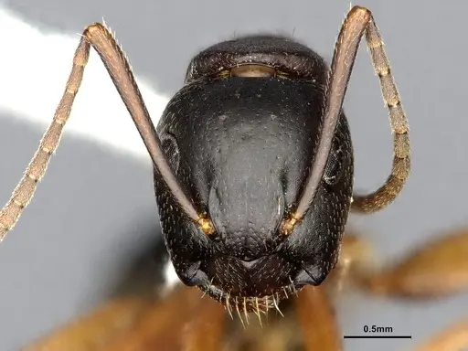 Camponotus herculeanus specimen UAM100256496 image uam100256496_2