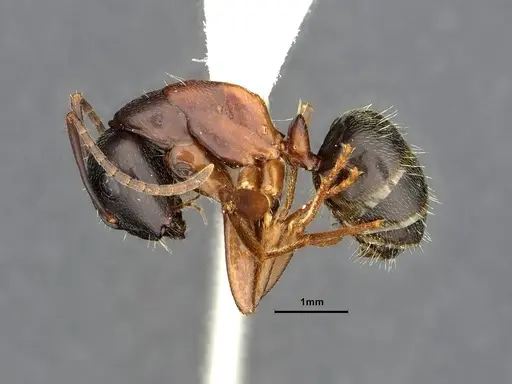 Camponotus herculeanus specimen UAM100256496 image uam100256496_3