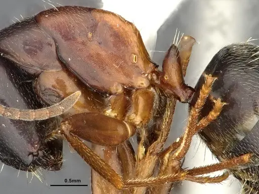 Camponotus herculeanus specimen UAM100256496 image uam100256496_4