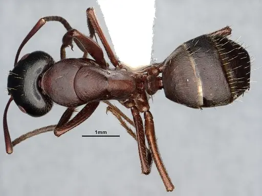 Camponotus herculeanus specimen UAM100404072 image uam100404072_1
