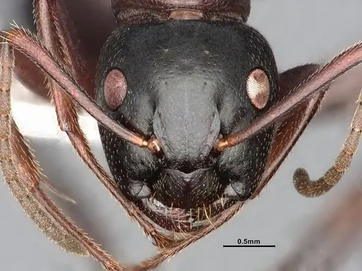 Camponotus herculeanus specimen UAM100404072 image uam100404072_2