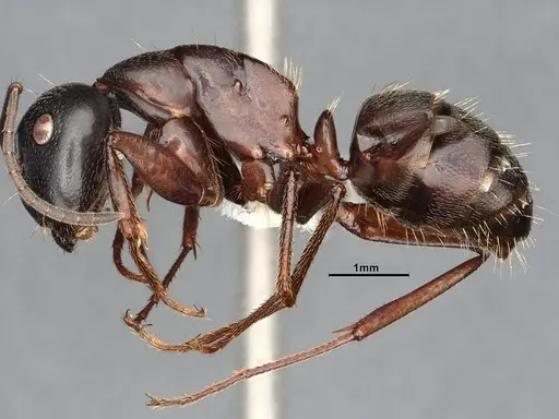 Camponotus herculeanus specimen UAM100404072 image uam100404072_3