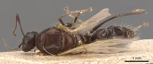 Camponotus hermanni specimen CASENT0905490 image casent0905490_1