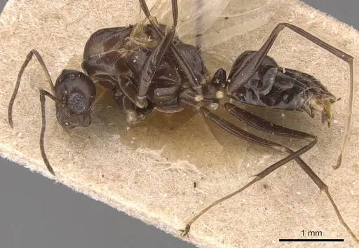Camponotus hermanni specimen CASENT0905490 image casent0905490_3