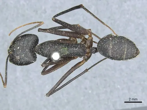 Camponotus heros specimen CASENT0911949 image casent0911949_1