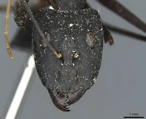 Camponotus heros specimen CASENT0911949 image casent0911949_2