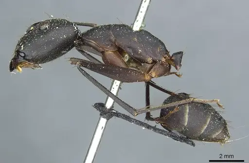 Camponotus heros specimen CASENT0911949 image casent0911949_4