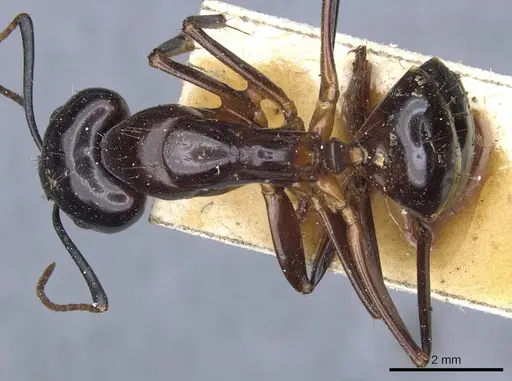 Camponotus hesperius specimen CASENT0905322 image casent0905322_1