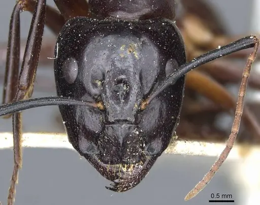 Camponotus hesperius specimen CASENT0905322 image casent0905322_2