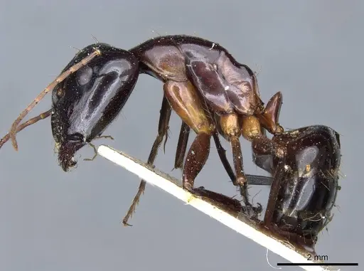 Camponotus hesperius specimen CASENT0905322 image casent0905322_3
