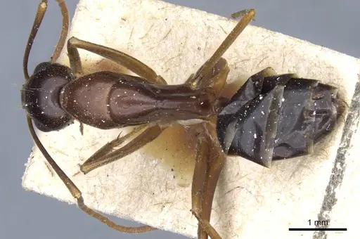 Camponotus hesperius specimen CASENT0905323 image casent0905323_1
