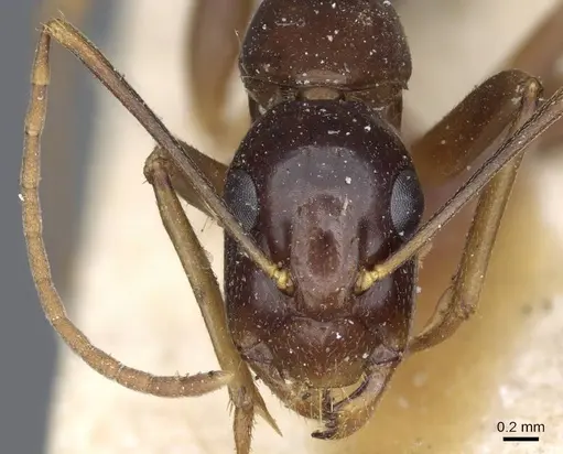 Camponotus hesperius specimen CASENT0905323 image casent0905323_2
