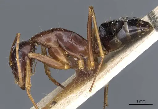 Camponotus hesperius specimen CASENT0905323 image casent0905323_3
