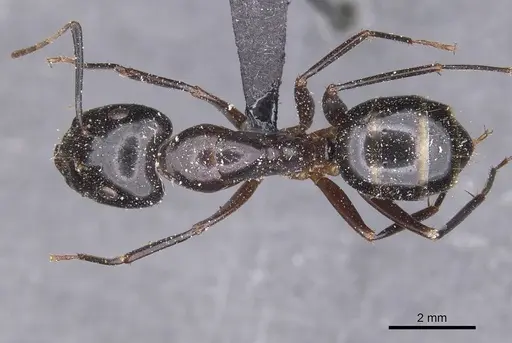 Camponotus hesperius specimen CASENT0911907 image casent0911907_1