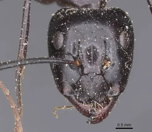 Camponotus hesperius specimen CASENT0911907 image casent0911907_2