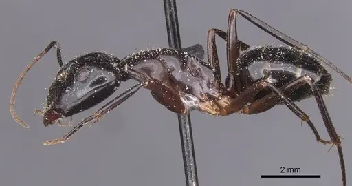 Camponotus hesperius specimen CASENT0911907 image casent0911907_3