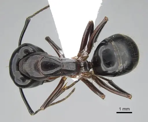 Camponotus hesperius specimen CASENT0914816 image casent0914816_1