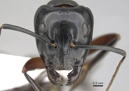Camponotus hesperius specimen CASENT0914816 image casent0914816_2