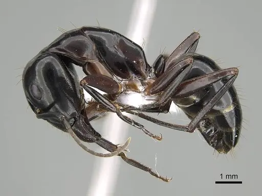 Camponotus hesperius specimen CASENT0914816 image casent0914816_3