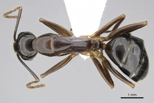 Camponotus hesperius specimen CASENT0914817 image casent0914817_1