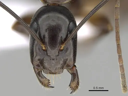 Camponotus hesperius specimen CASENT0914817 image casent0914817_2