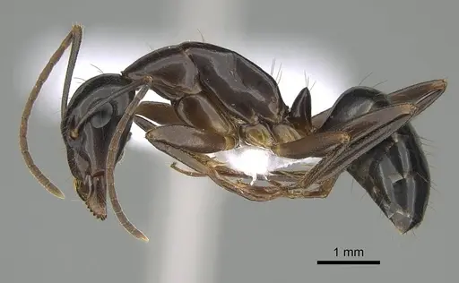Camponotus hesperius specimen CASENT0914817 image casent0914817_3