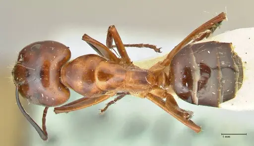 Camponotus hesperius specimen FOCOL2419 image focol2419_1
