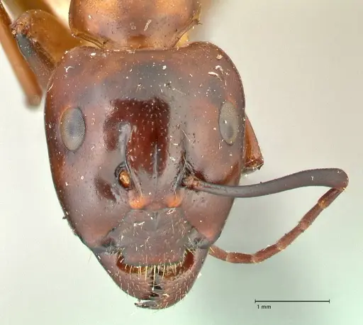 Camponotus hesperius specimen FOCOL2419 image focol2419_2