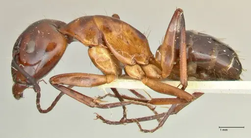 Camponotus hesperius specimen FOCOL2419 image focol2419_3