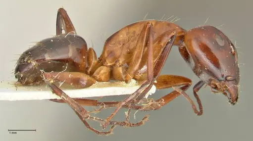 Camponotus hesperius specimen FOCOL2419 image focol2419_4