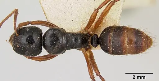 Camponotus heteroclitus specimen CASENT0101526 image casent0101526_1