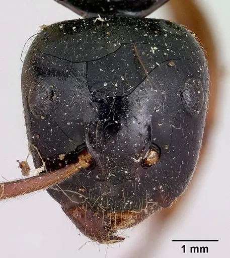 Camponotus heteroclitus specimen CASENT0101526 image casent0101526_2