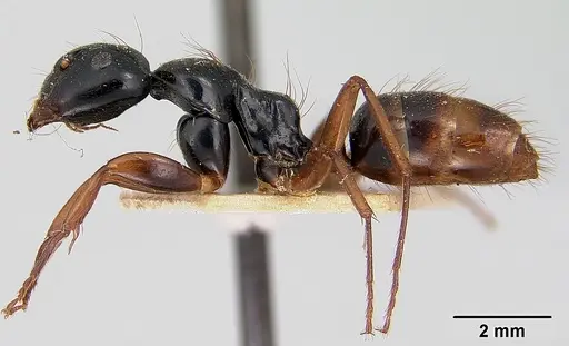 Camponotus heteroclitus specimen CASENT0101526 image casent0101526_3